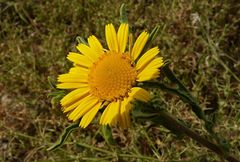 Asteriscus graveolens