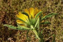 Asteriscus graveolens