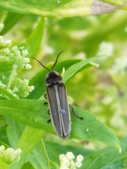 Photinus signaticollis