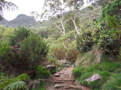 Monimia rotundifolia