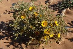 Asteriscus graveolens