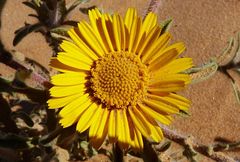 Asteriscus graveolens