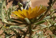 Asteriscus graveolens