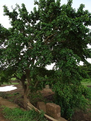 Ficus sur