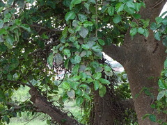 Ficus sur