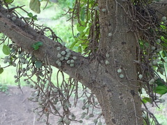 Ficus sur