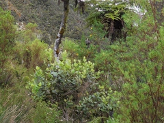 Monimia rotundifolia