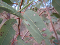 Tropidoderus gracilifemur
