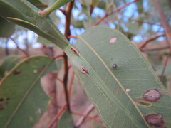 Tropidoderus gracilifemur