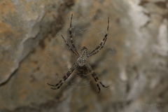 Argiope mascordi