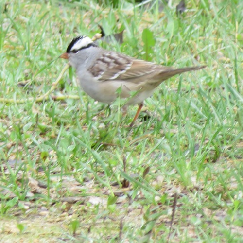 White-crowned Sparrow photographed in Wisconsin