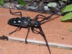 Batocera rubus