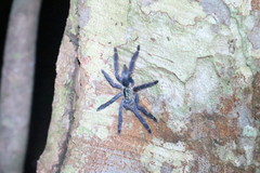 Tapinauchenius plumipes