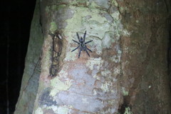 Tapinauchenius plumipes