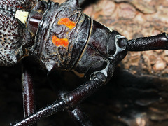 Batocera rubus