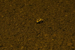 Dendropsophus leucophyllatus