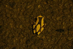 Dendropsophus leucophyllatus