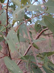 Austrosipyloidea carterus