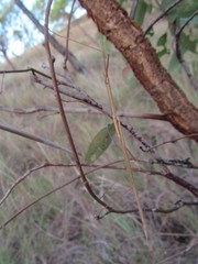 Austrosipyloidea carterus