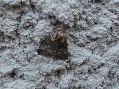 Abrostola asclepiadis