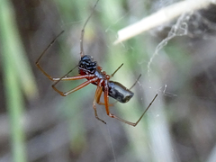 Frontinellina frutetorum