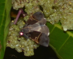 Serrodes