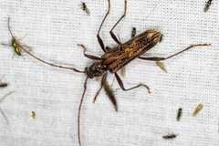 Aesiotyche favosa