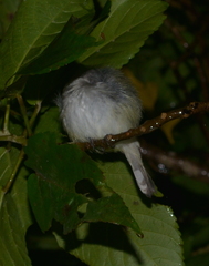Gerygone flavolateralis