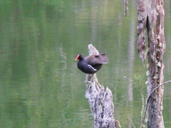 Gallinula chloropus pyrrhorrhoa
