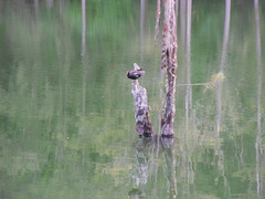 Gallinula chloropus pyrrhorrhoa