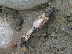 Metopoplax ditomoides