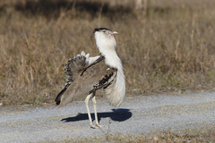 Australian Bustard photo 1