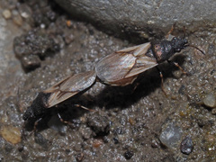 Metopoplax ditomoides