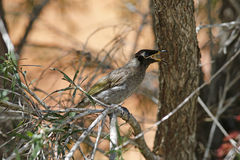 Bolemoreus frenatus
