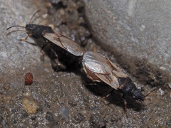 Metopoplax ditomoides