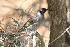 Bolemoreus frenatus