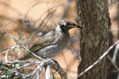 Bolemoreus frenatus