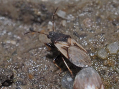 Metopoplax ditomoides