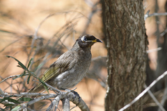 Bolemoreus frenatus