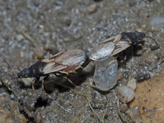 Metopoplax ditomoides