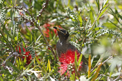 Bolemoreus frenatus