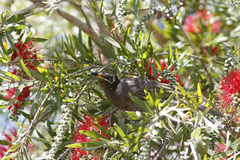 Bolemoreus frenatus