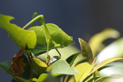 Paracaedicia serrata