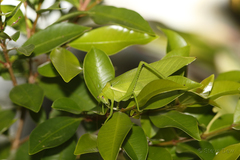 Paracaedicia serrata