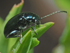 Altica oleracea