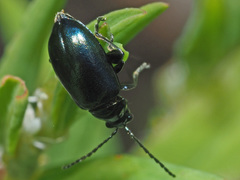 Altica oleracea