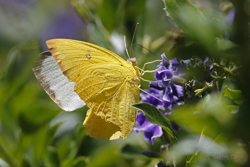 Catopsilia scylla (Linnaeus, 1763)