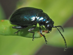 Altica oleracea
