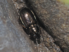 Bembidion lampros