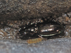 Bembidion lampros